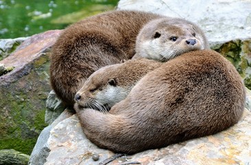The Eurasian otter (Lutra lutra), other names: European otter, Eurasian river otter. Two cute...