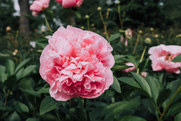 Pretty pink peony flowers in full bloom in the garden, close up