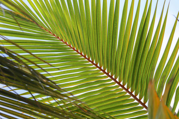 Obraz na płótnie Canvas coconut palm leaf