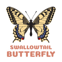 Butterfly Papilio machaon flashcard. Swallowtail. Vector illustration for kids education and child reading skills development. Sight Words Flash Cards For children to learn read and spell. 