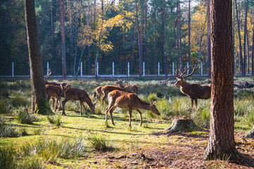Belarus, Belovezhskaya Pushcha, October 25, 2015: Deer in the forest of Belovezhskaya Pushcha