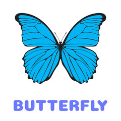 Butterfly Morpho didius flashcard. Vector illustration for kids education and child reading skills development. Sight Words Flash Cards For children to learn read and spell.