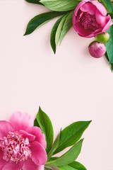 Peony flowers on a pastel background viewed from above. Pink flowers and lush greenery background design. Top view. Copy space