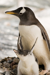 Penguins Mother and Infant