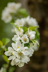 fruit tree blossoms close up
