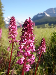 pink wild flowers in banff natonal park 