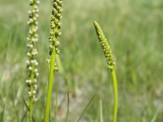 Green grass. Summer. Close up