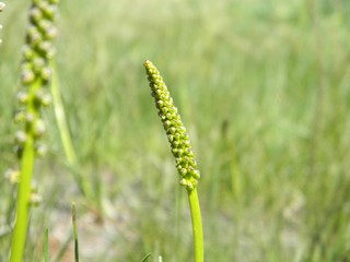 Green grass. Summer. Close up