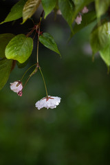 three blossoms of a cherry tree