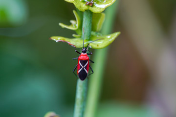 クロジュウジホシカメムシ