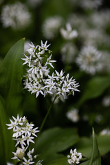 wild garlic,  Allium ursinum, white blossoms