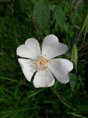 Bell fiore bianco"