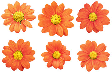 Orange Gaillardia as white background picture.Flower on clipping path.