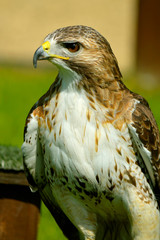 Red-Tailed-Buzzard
