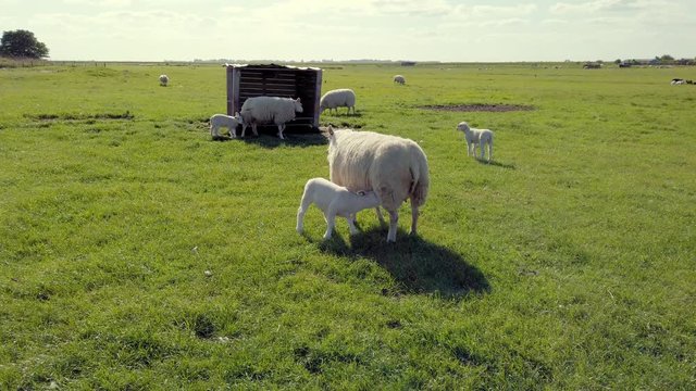 Lamb feeding from mother sheep on a farm