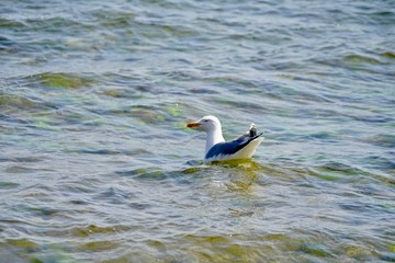 Vögel der Ostsee: Möwe auf dem Meer bei Sierksdorf