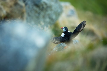 Fratercula arctica. Norway's wildlife. Beautiful picture. From the life of birds. Free nature. Runde island in Norway.Sandinavian wildlife. North of Europe. Picture.