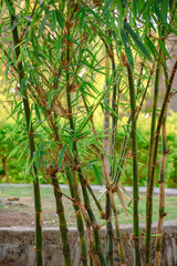 Bamboo Tree