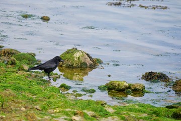 Vögel der Ostsee: Rabenkrähe am Strand von Sierksdorf