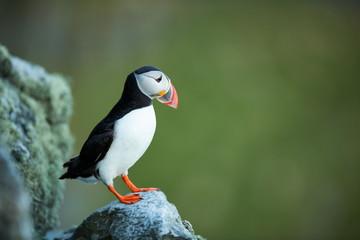 Fratercula arctica. Norway's wildlife. Beautiful picture. From the life of birds. Free nature. Runde island in Norway.Sandinavian wildlife. North of Europe. Picture.