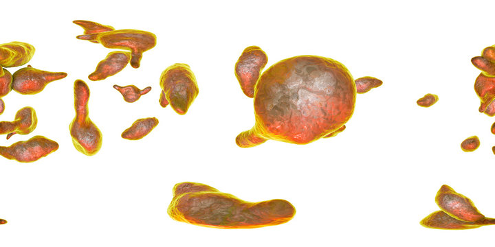 "Mycoplasma Genitalium" Images – Browse 54 Stock Photos, Vectors, and ...