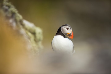 Fratercula arctica. Norway's wildlife. Beautiful picture. From the life of birds. Free nature. Runde island in Norway.Sandinavian wildlife. North of Europe. Picture.