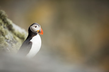 Fratercula arctica. Norway's wildlife. Beautiful picture. From the life of birds. Free nature....