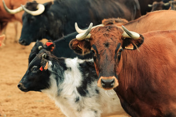 Kuh und Kälbchen in Herde