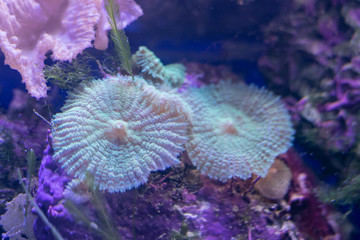 Beautiful sea flower in underwater world with corals  and fish. Nature background.