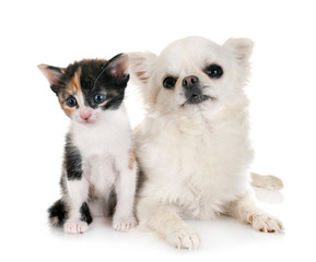 moggy kitten and chihuahua