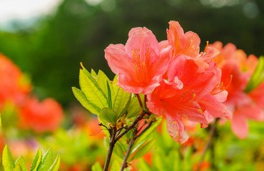 Rhododendron simsii Indian Azalea, Simss Azalea, the attractively wild rose.