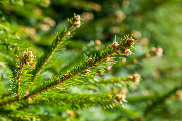 Fresh spring sprouts on a fir branch in Zelenogorsk Park.