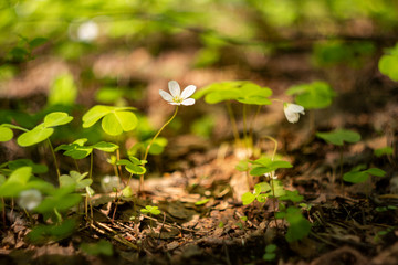 Photography background with small white flowers Oxalis oregana on the background of green leaves 