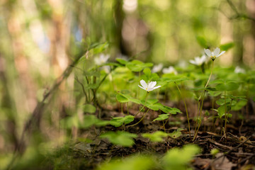 Photography background with small white flowers Oxalis oregana on the background of green leaves 