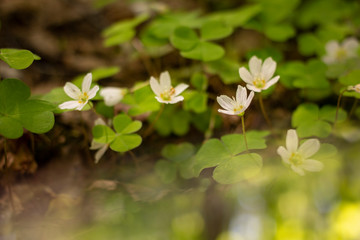 Obraz na płótnie Canvas Photography background with small white flowers Oxalis oregana on the background of green leaves 