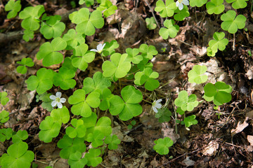 Photography background with small white flowers Oxalis oregana on the background of green leaves 