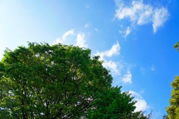 晴れた空、樹木