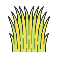 Mexican thread grass color icon