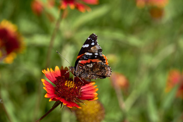 Fototapeta na wymiar Red admiral butterfly (Vanessa atalanta) perched on a Fireweel Indina Blanket Gaillardia Flower