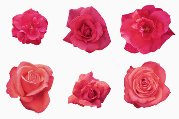Blurred for Background.Red rose isolated on the white background. Photo with clipping path.