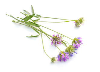 Fototapeta premium Bituminaria bituminosa, the Arabian pea or pitch trefoil