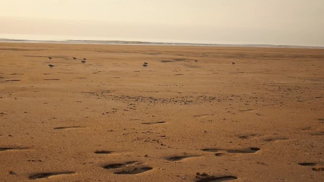 oiseaux sur plage
