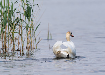 Fototapeta premium swan escaping 
