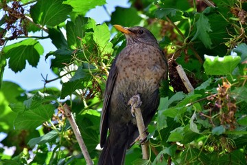 Ein Amselweibchen im Blätterdickicht
