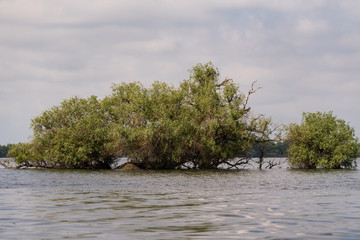 floating island in danube delta