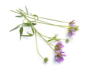 Bituminaria bituminosa, the Arabian pea or pitch trefoil