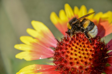 Bee on yellow and orange flower head of rudbeckia black-eyed susan