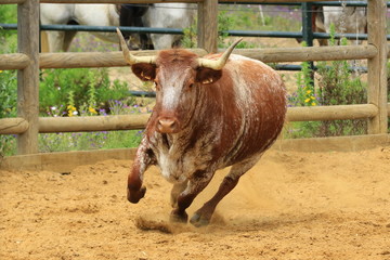 Kuh im Galopp