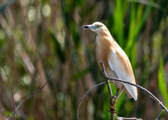 Golden heron on a branc left view