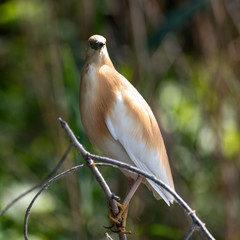 golden heron on a branch front view